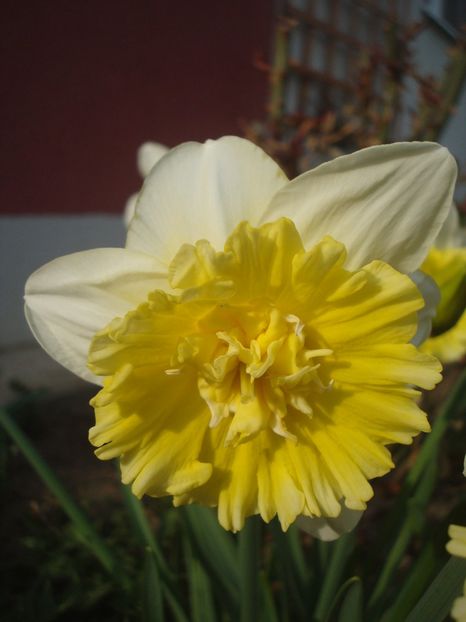 Ice King - 4 Narcise