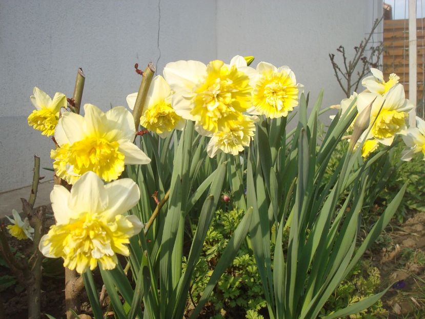 Ice King - 4 Narcise