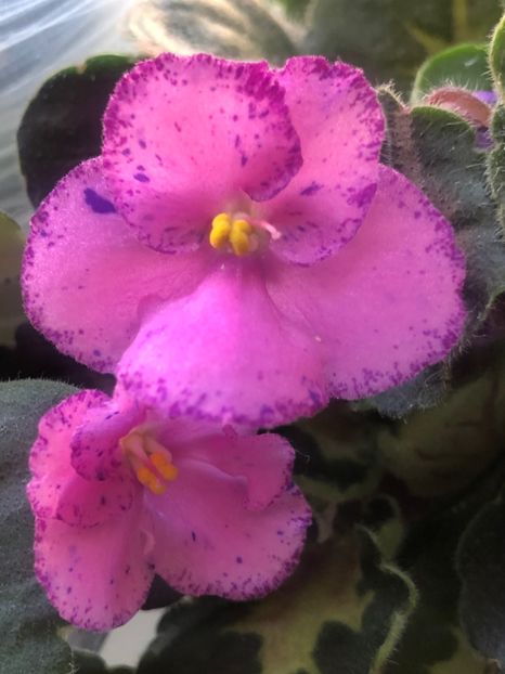 4D198C05-B450-4ADA-B302-A85BEA8105F1 - Rebel-s Amy