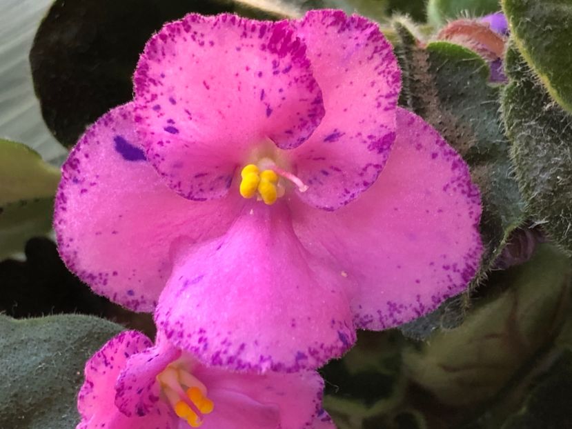 52D0C722-37A8-4DFC-B7D3-6787D3399315 - Rebel-s Amy