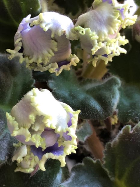 84126C4F-EC86-4242-B3A6-867DB150910B - Z Kei-Yoki