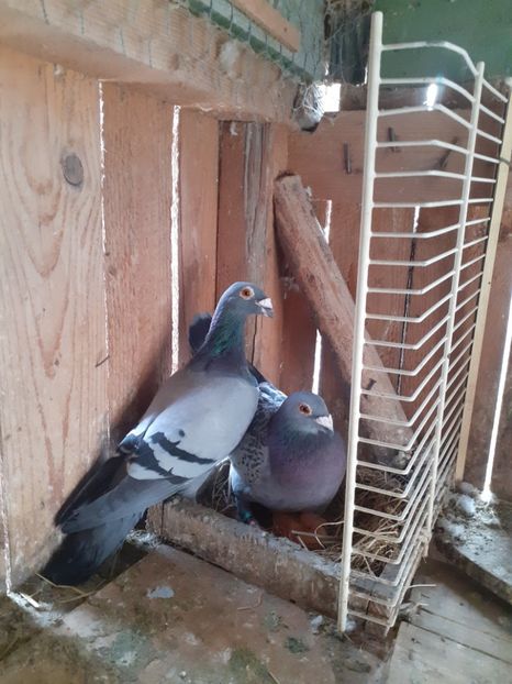  - Voiajor stil vech 2019