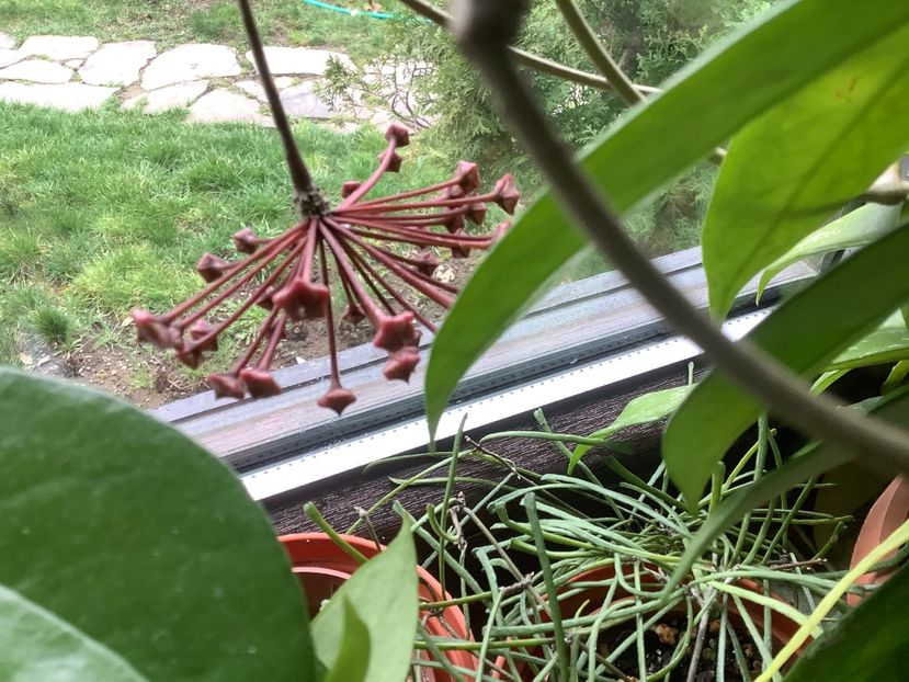  - Pubicalyx Pink Silver