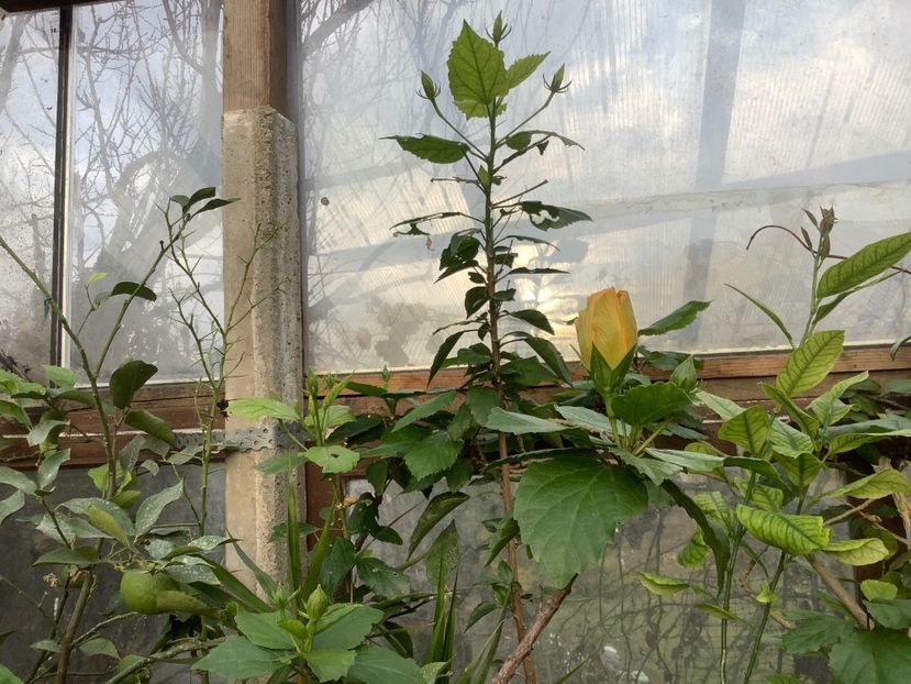  - Japonezul galben si Pasiflora