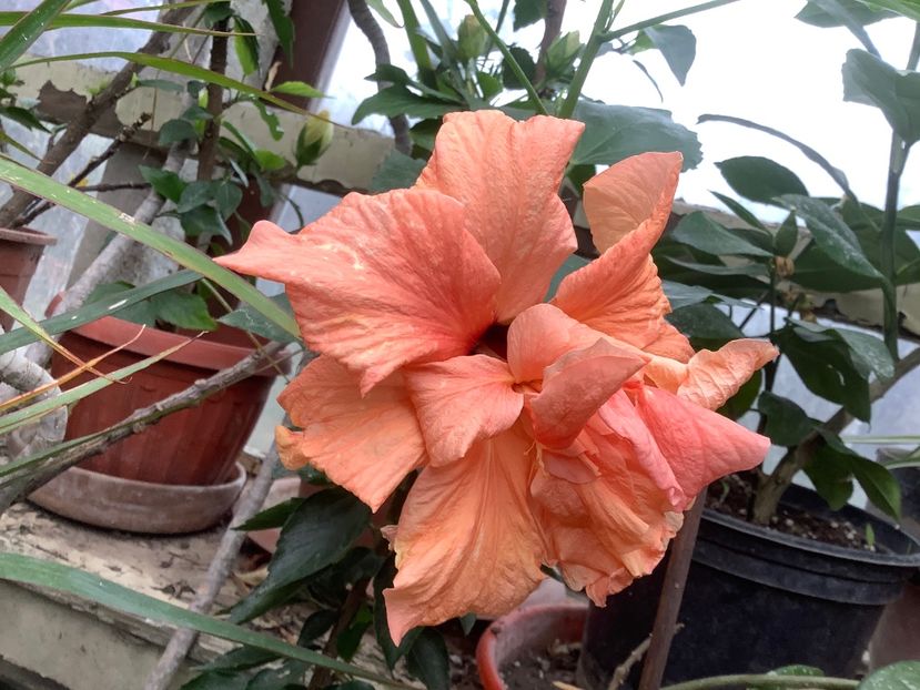Piersica - Japonezul galben si Pasiflora