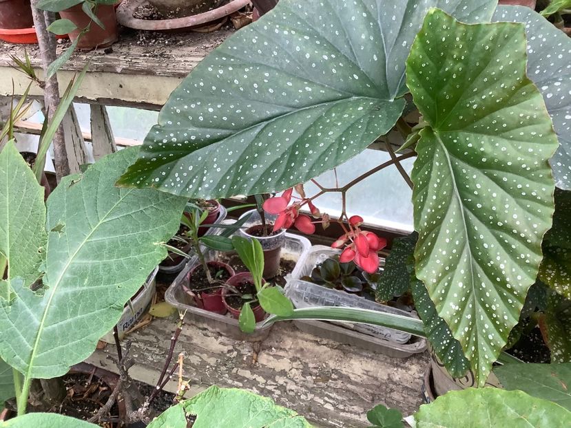 Begonia - Sera Martie 2020