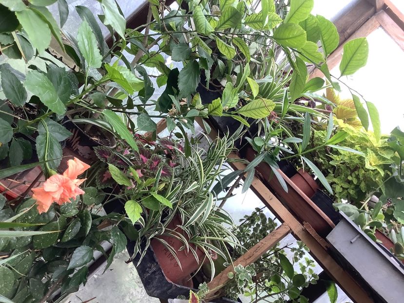 lămâi 2 - Sera Martie 2020