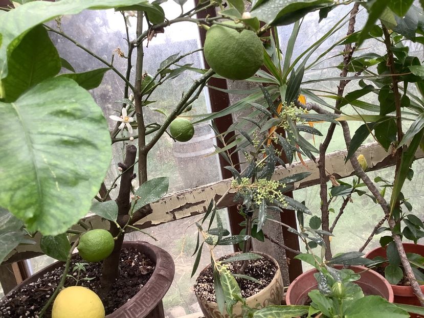 lamaiul batran - Sera Martie 2020