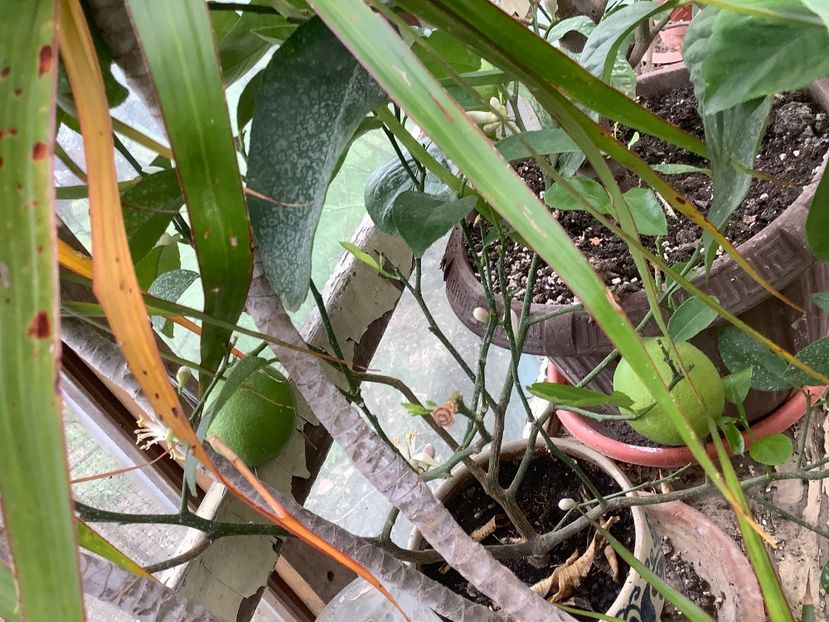 Calamondin - Sera Martie 2020