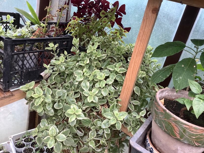 Aptenia - Sera Martie 2020