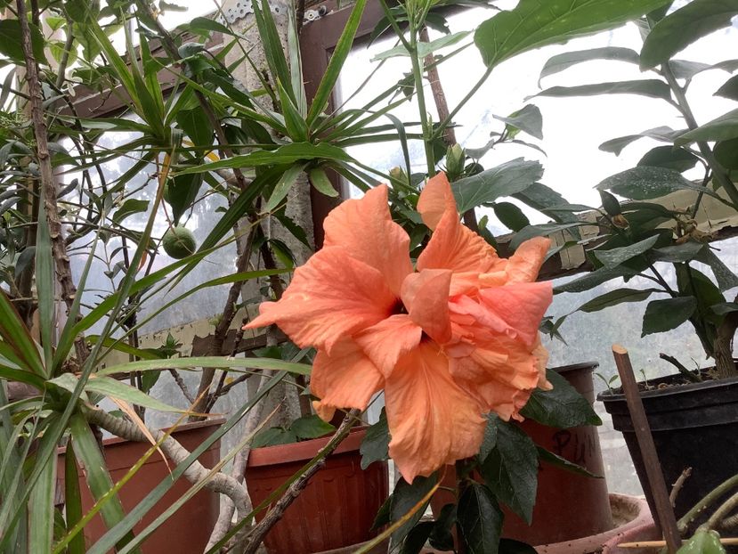 Piesica - Sera Martie 2020