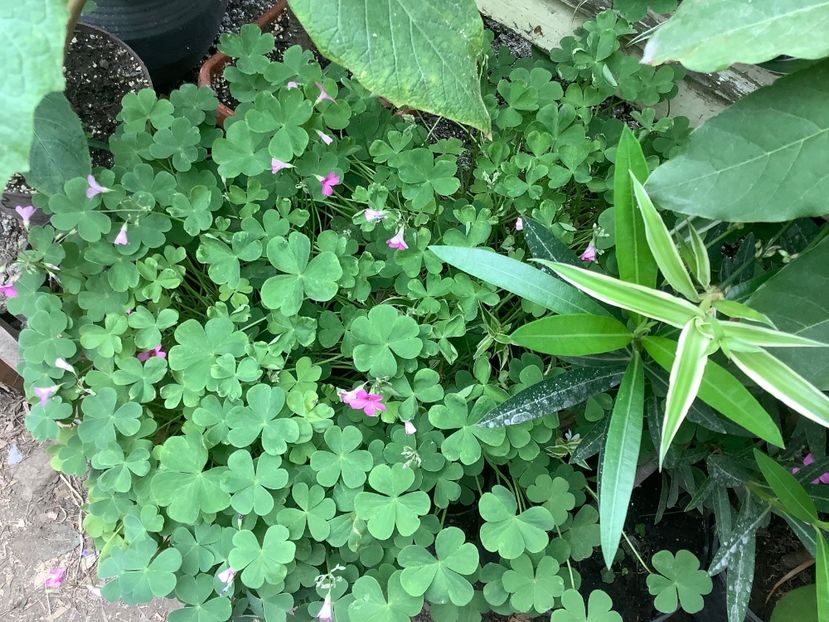 Oxalis - Sera Martie 2020