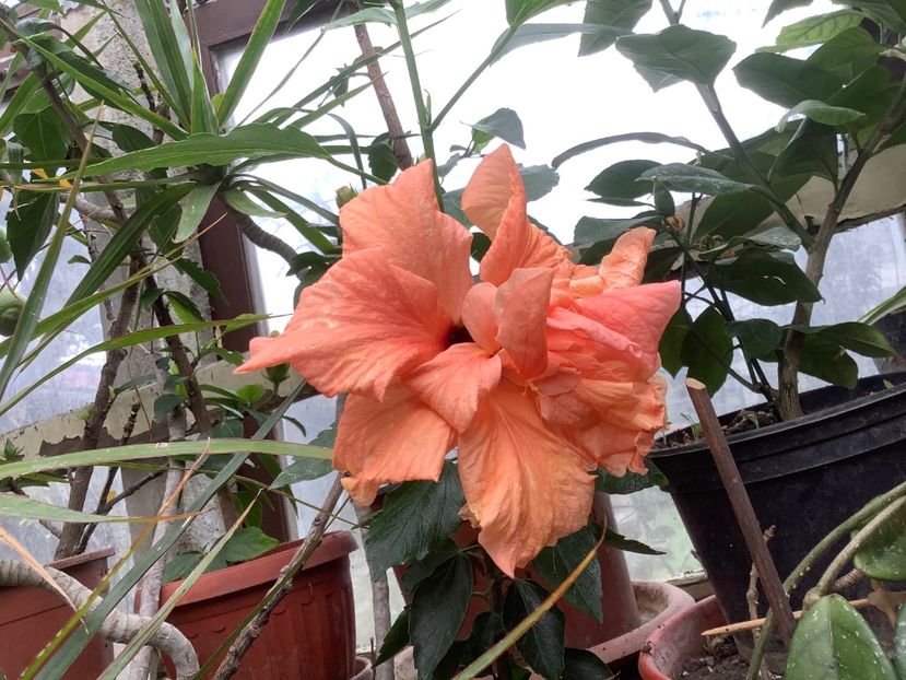 Piersica - Japonez roz și verișorii