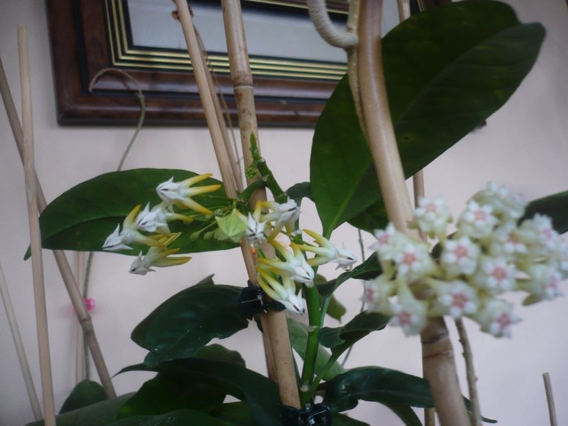 P1430432 - HOYA 2020-1