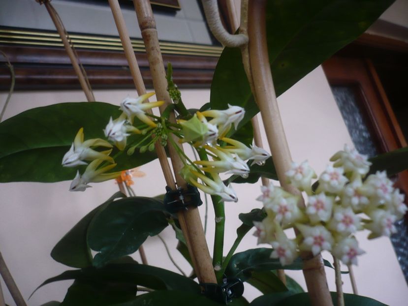 P1430433 - HOYA 2020-1