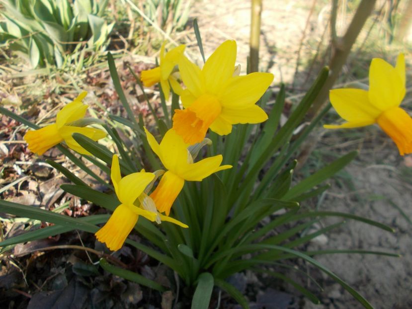  - 2020 Flori de gradina