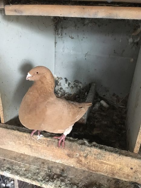 F 2015 - Porumbei vanduti 2017-2025