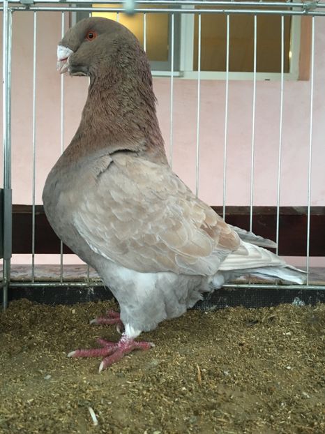 M2018 - Porumbei vanduti 2017-2025