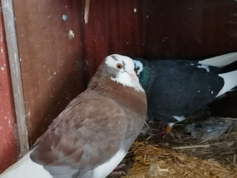  - jucatori de birmingan de vanzare