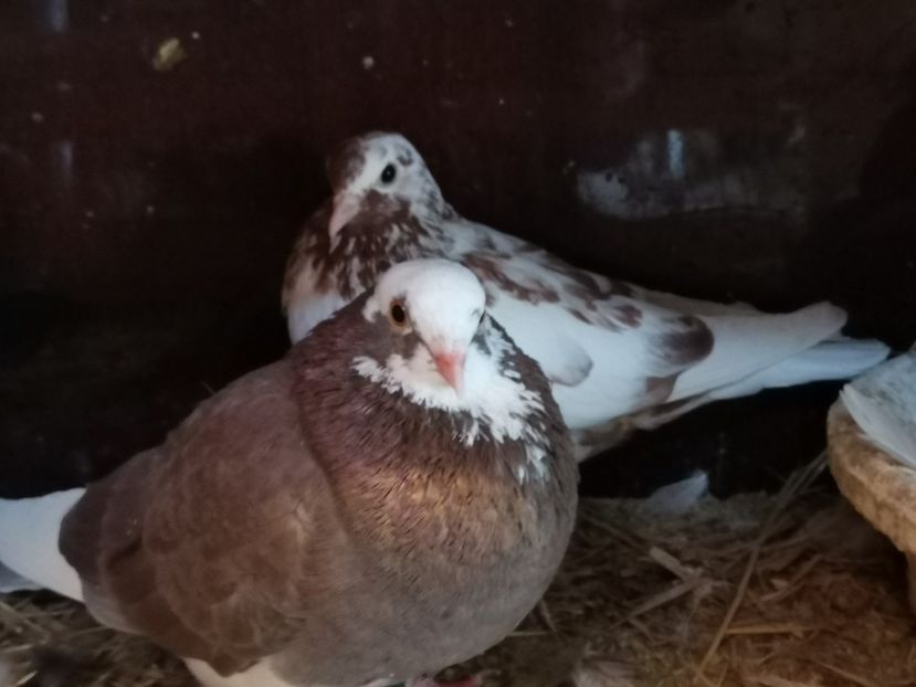  - jucatori de birmingan de vanzare