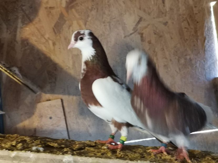  - jucatori de birmingan de vanzare