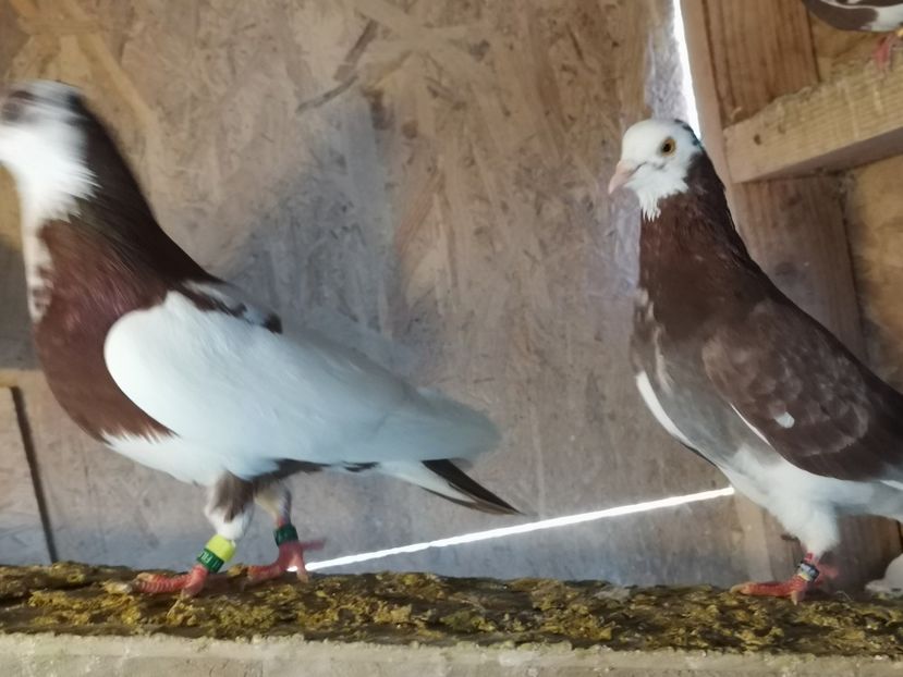  - jucatori de birmingan de vanzare