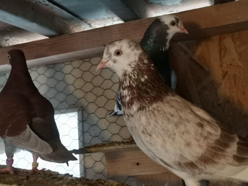  - jucatori de birmingan de vanzare