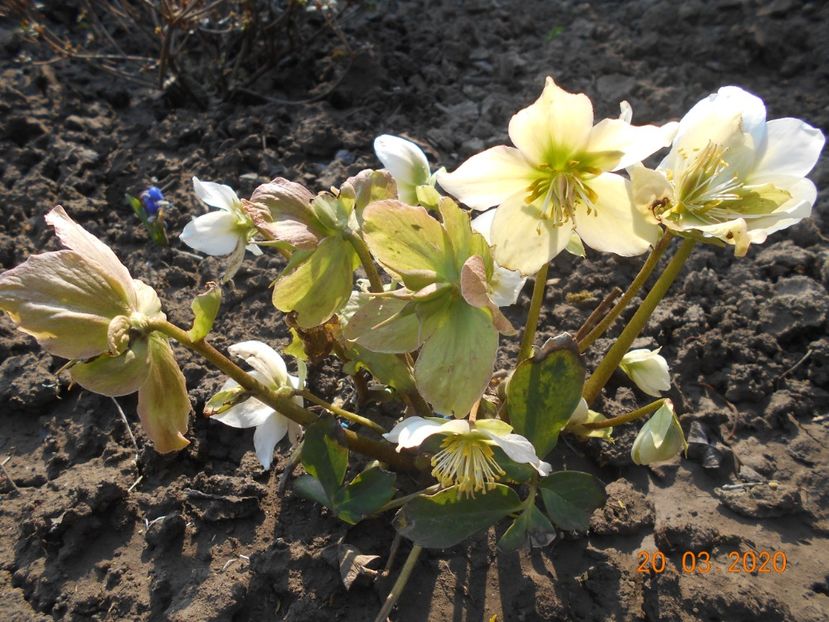  - 1Azalee-rhododendroni-heleborusi-hortensii-hoste 2020