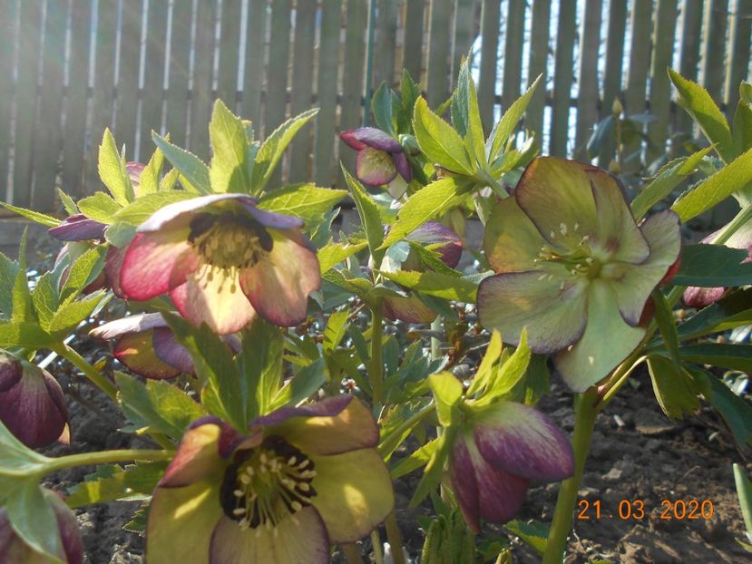  - 1Azalee-rhododendroni-heleborusi-hortensii-hoste 2020