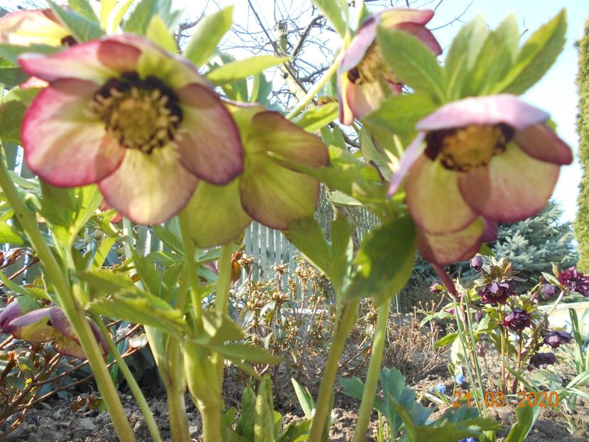  - 1Azalee-rhododendroni-heleborusi-hortensii-hoste 2020