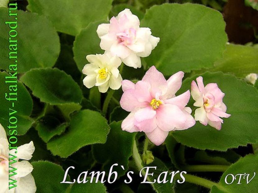 Lamb_s_Ears - A a a a