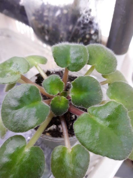  - EK Magnitania Anomalia