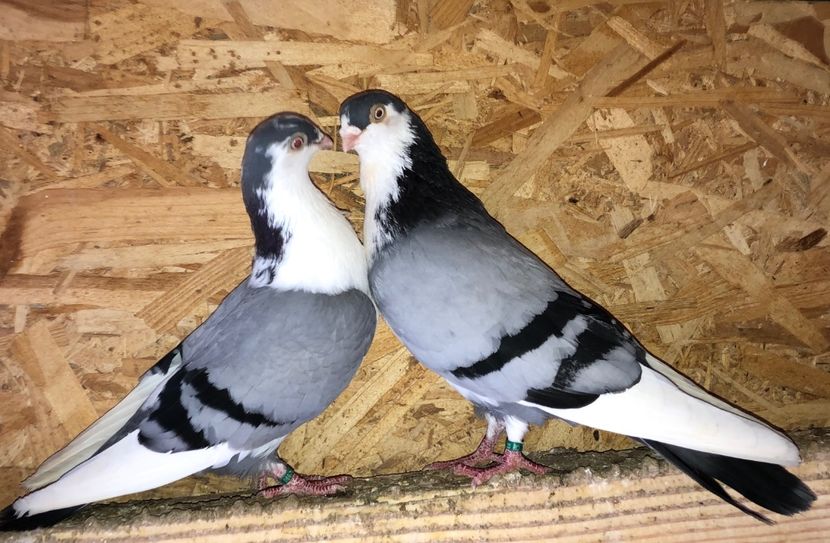 perechea  68 - B - perechi 2021