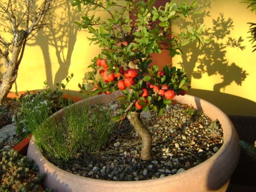 21 mart. 2020 - Gutui japonez, bonsai - Primavara 2020
