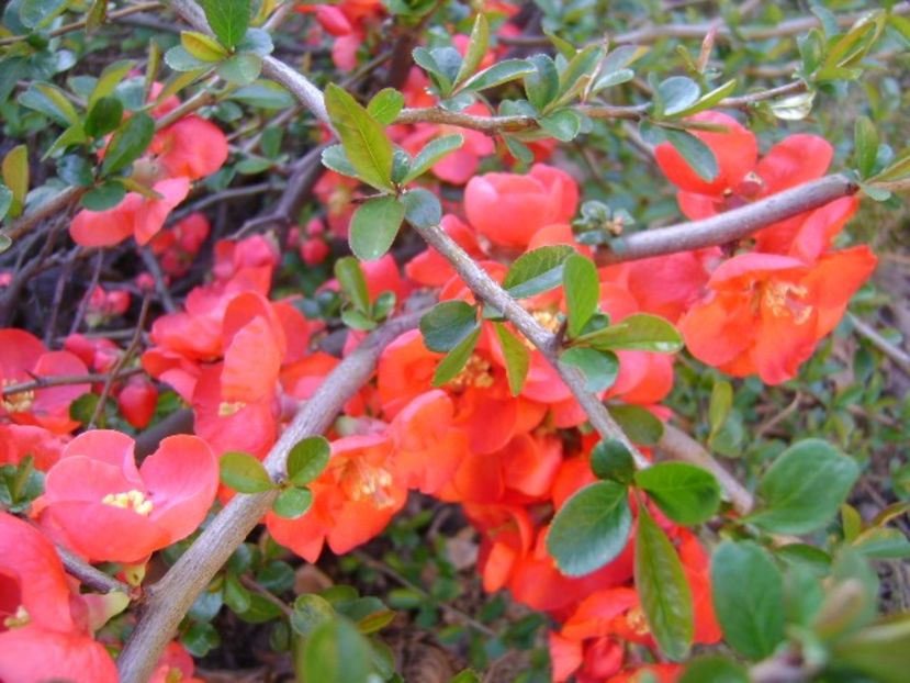 Gutui japonez - Primavara 2020