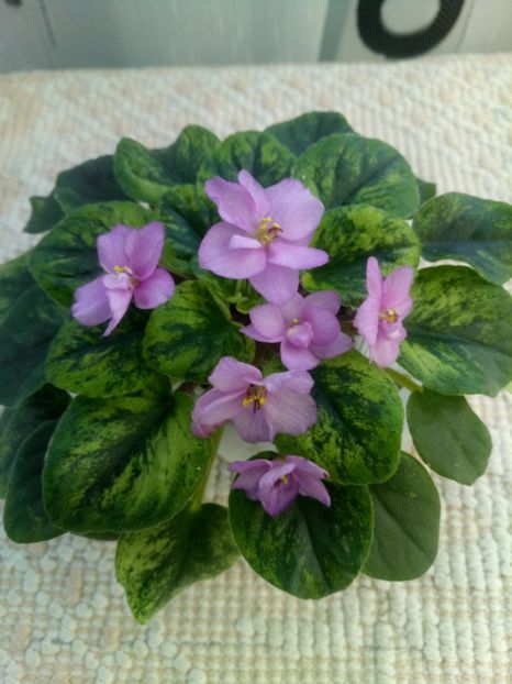 16 mar - Candy Fountain