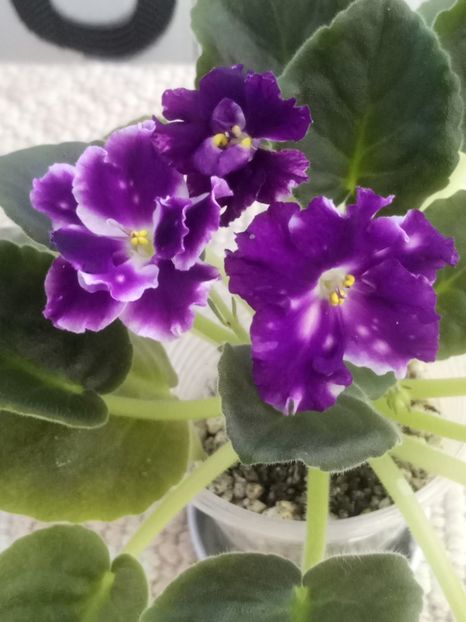 16 mar - ZZ AE Avantiura