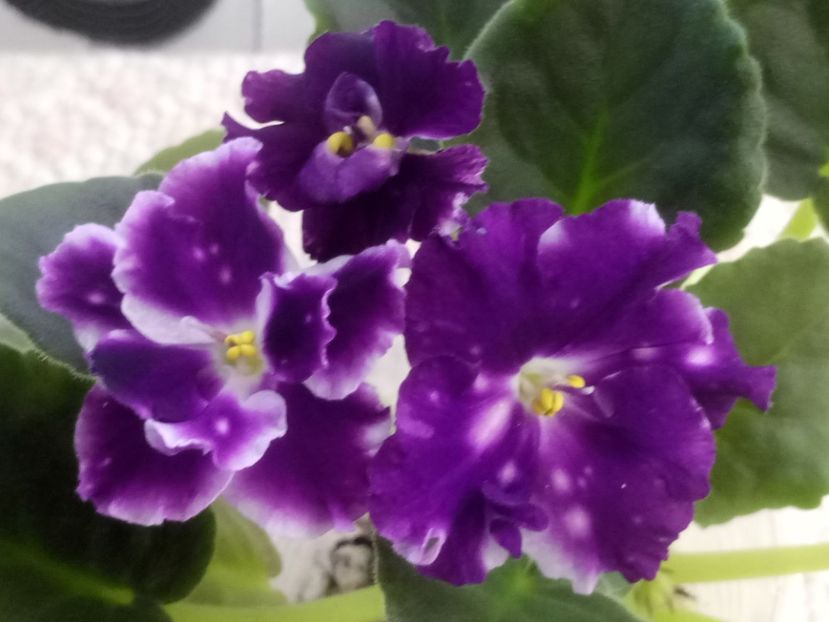 16 mar - ZZ AE Avantiura