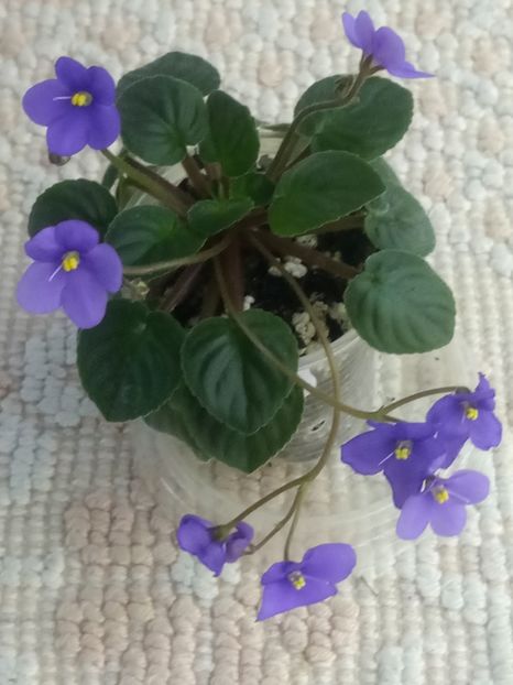 22 mar - Frosted Fantasy sport