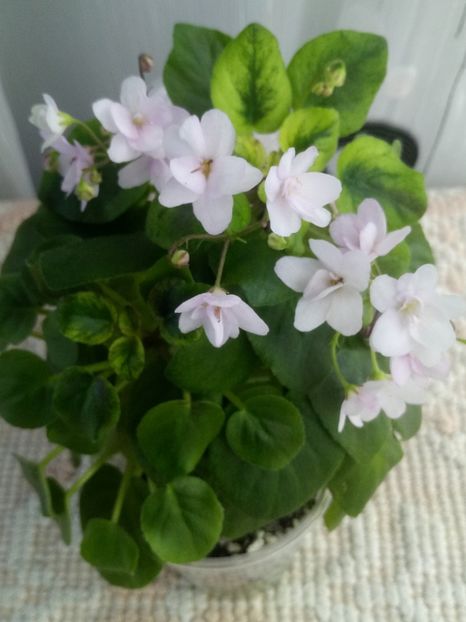 22 mar - Ramblin Silver