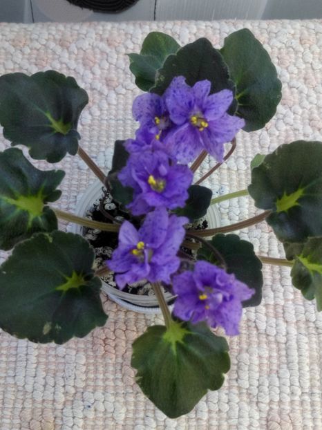 16 mar - Skagit Victory Trails