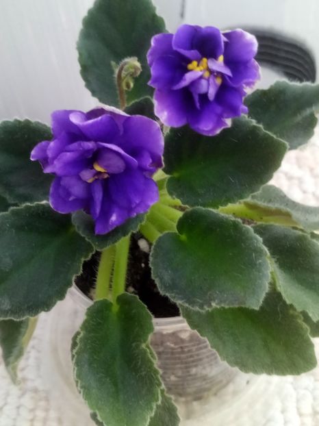 6 mar - ZZ Rob s Cotton Ball