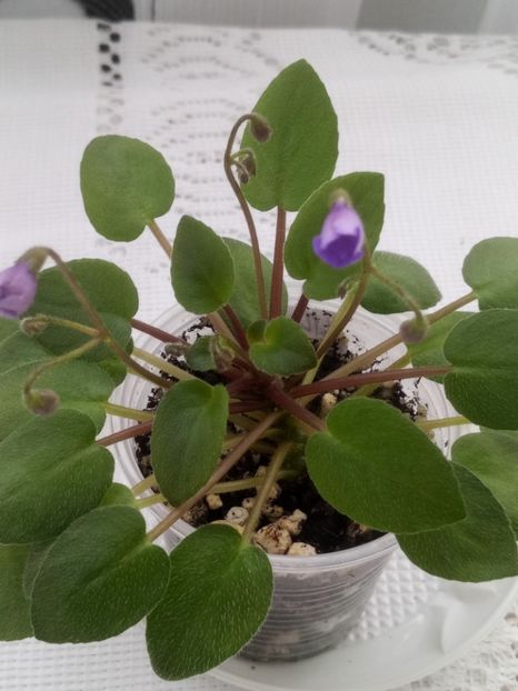 28 feb - ZZ Lilla Blacklokan