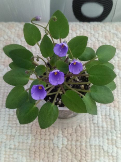 6 mar - ZZ Lilla Blacklokan