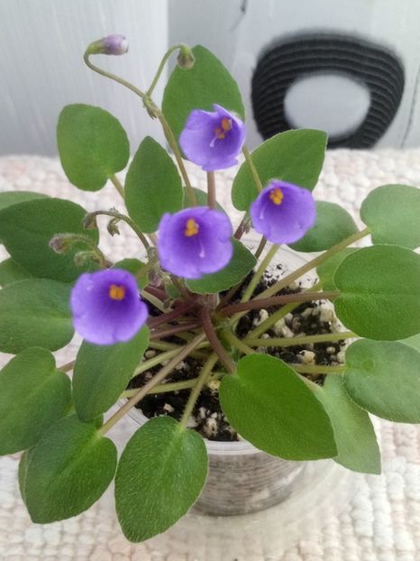 6 mar - ZZ Lilla Blacklokan