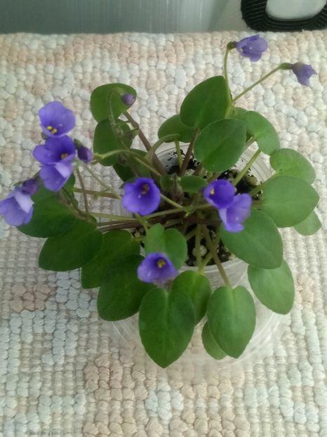 22 mar - ZZ Lilla Blacklokan