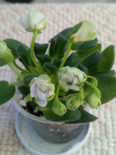 16 mar - ZZ LE Lesnoy Narodets