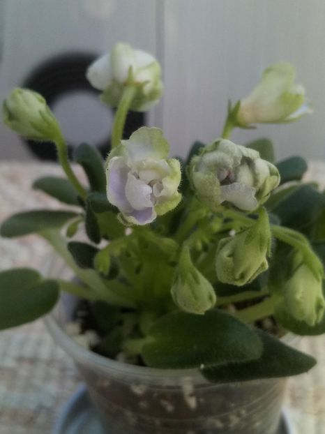 16 mar - ZZ LE Lesnoy Narodets