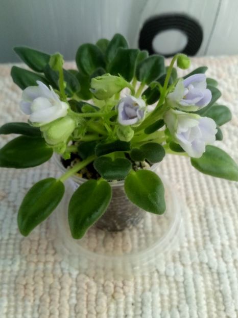 22 mar - ZZ LE Lesnoy Narodets