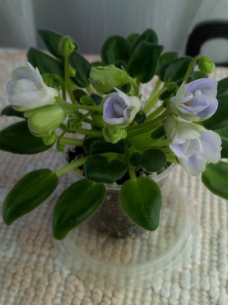 22 mar - ZZ LE Lesnoy Narodets